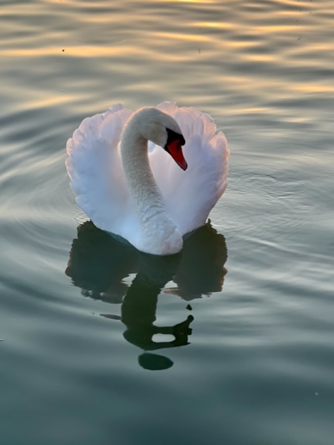 Schwan im Sonnenuntergang